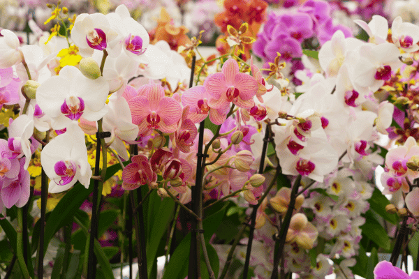 como cuidar de orquídea