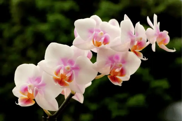 como cuidar de orquídeas
